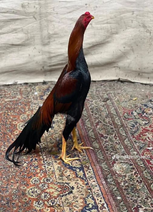 Дакан қораздар сатылады