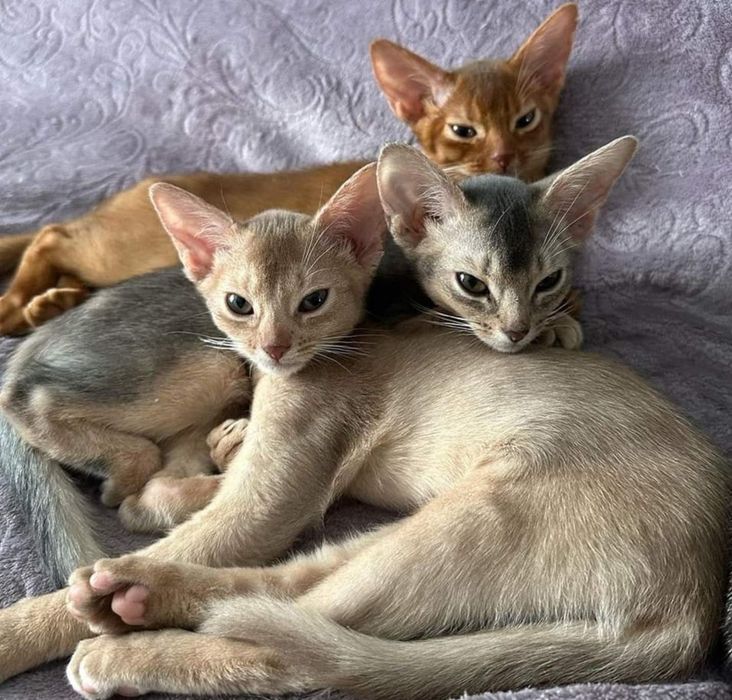 Аби детки всех окрасов