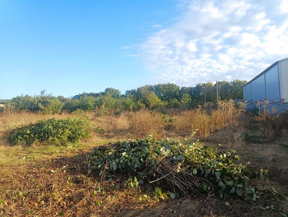 Рязане на дърва за печка.Поваляне и разкрой .