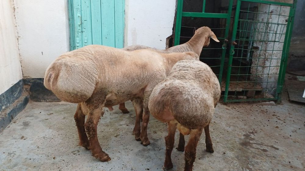 Qochqorlar sotiladii