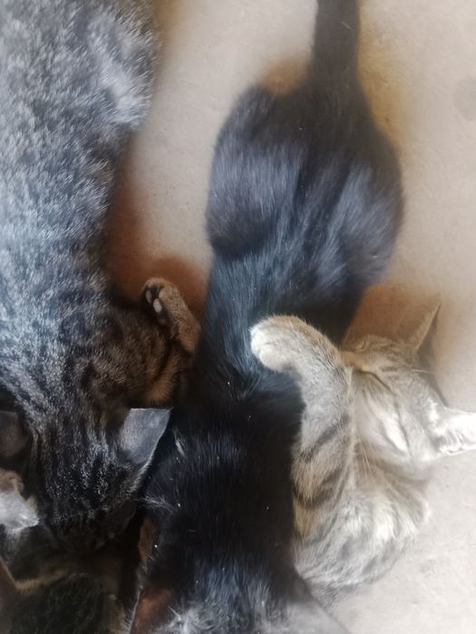 Продаём котят 5 месяцев им