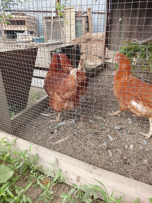 Продам куры домашние