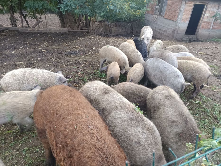 Vând baloți  buni