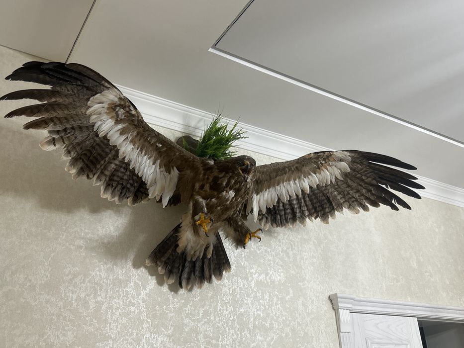 Бүркіт 50️⃣0️⃣0️⃣0️⃣0️⃣тг.