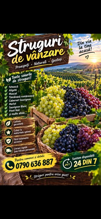 Struguri de vin reolta 2026.
