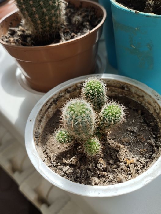 Семейство кактусов