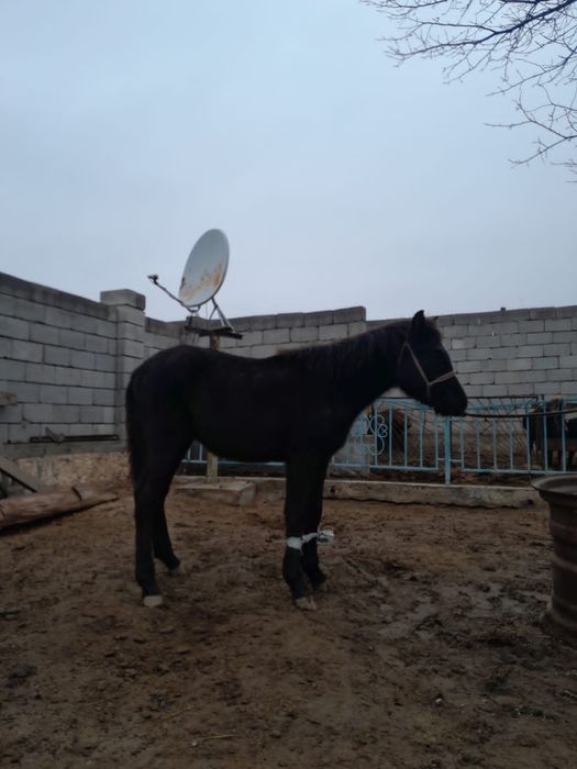 Тайлар сатылады.