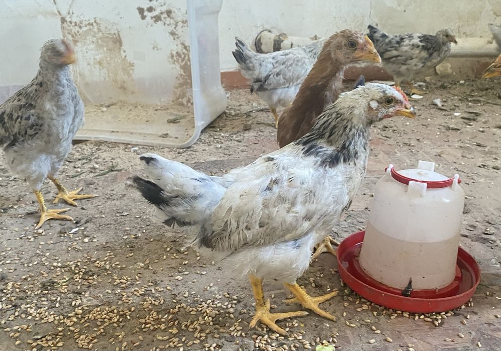 Продам кур домашние. Пишите на  ватсап.
