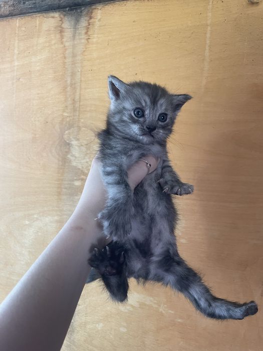 Котята скотиш страйт