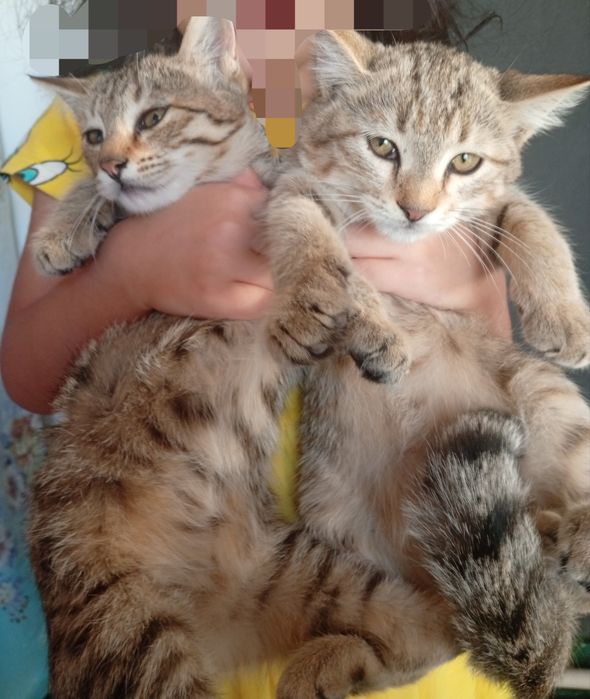 Отдам в хорошие руки котята