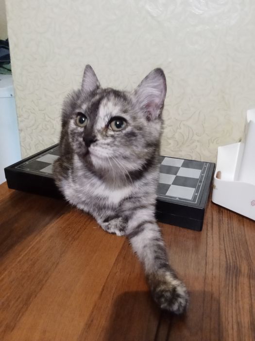 Отдам котенка, ей 4месяца