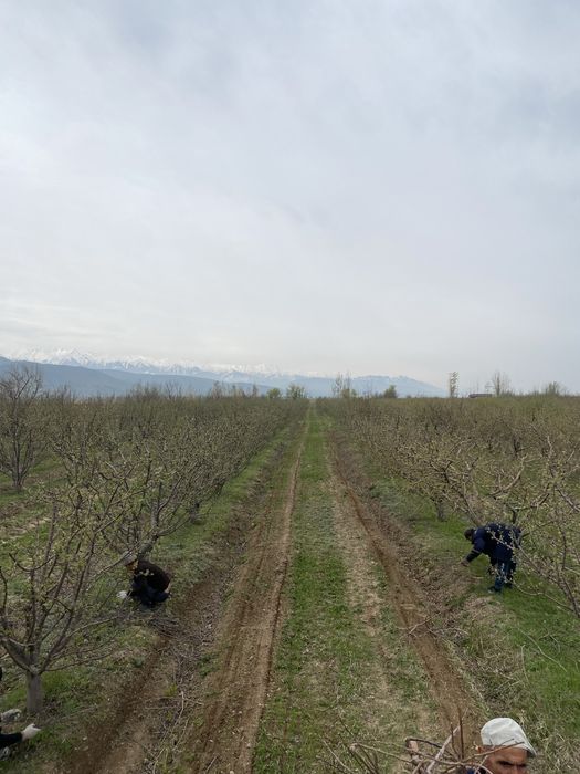 Сдам в арену яблоневый  сад