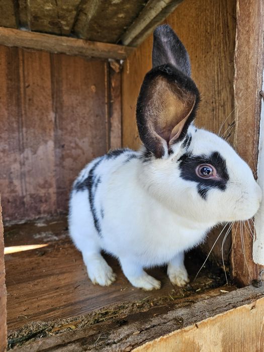Кролики домашние