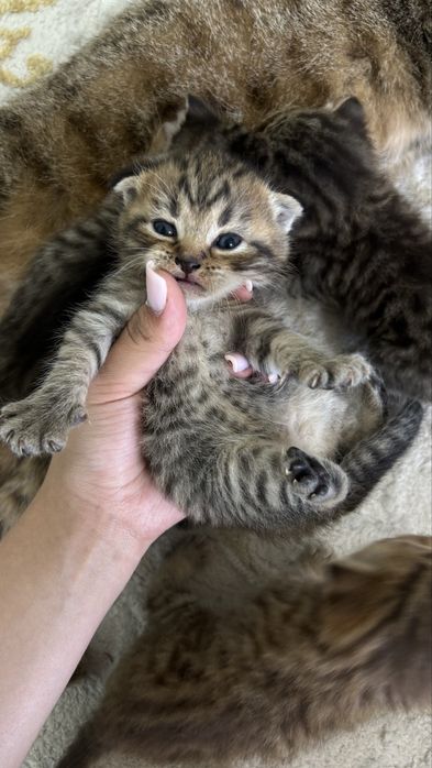 шотландская кошка