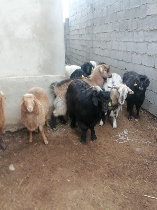 Семиз серке егки токты