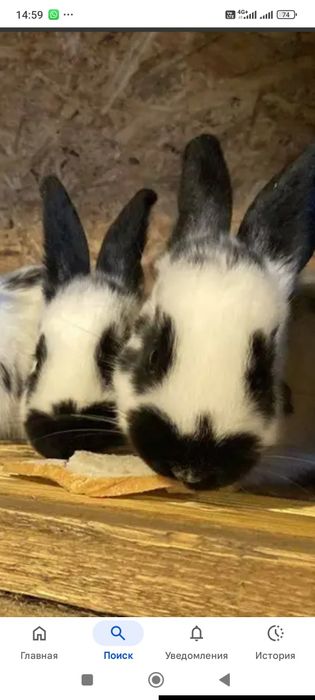 Продам крольчат породы строкачи