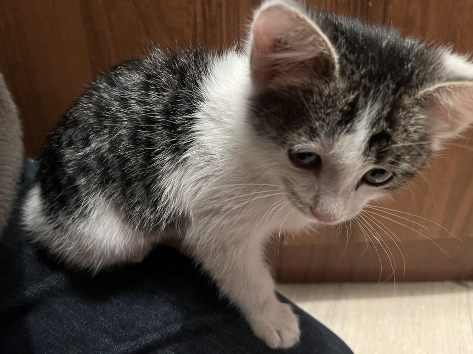 котёнок с улицы