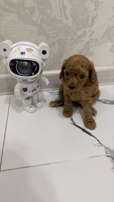 Продаю щенят пудель Той