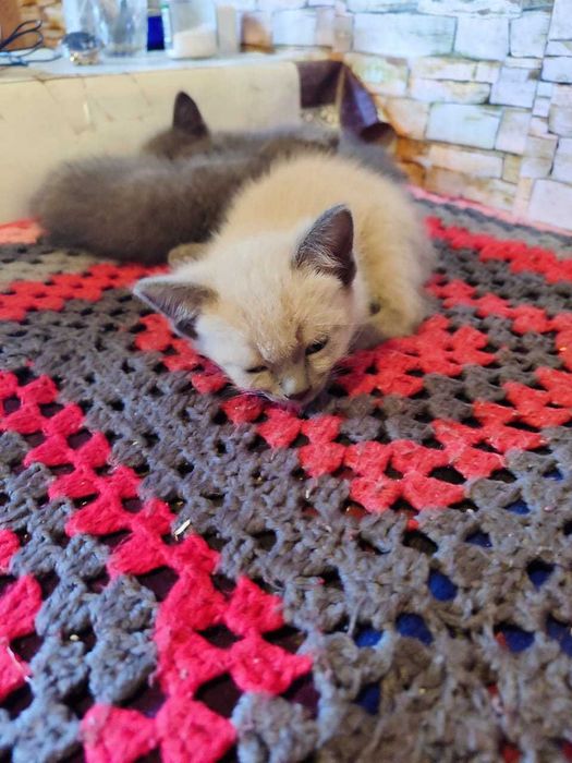 Котята вислоухие в добрые руки