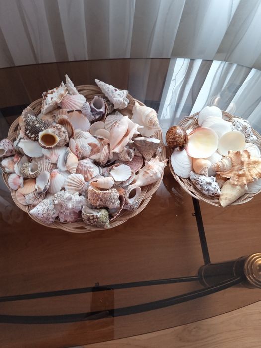 Морские ракушки разные
