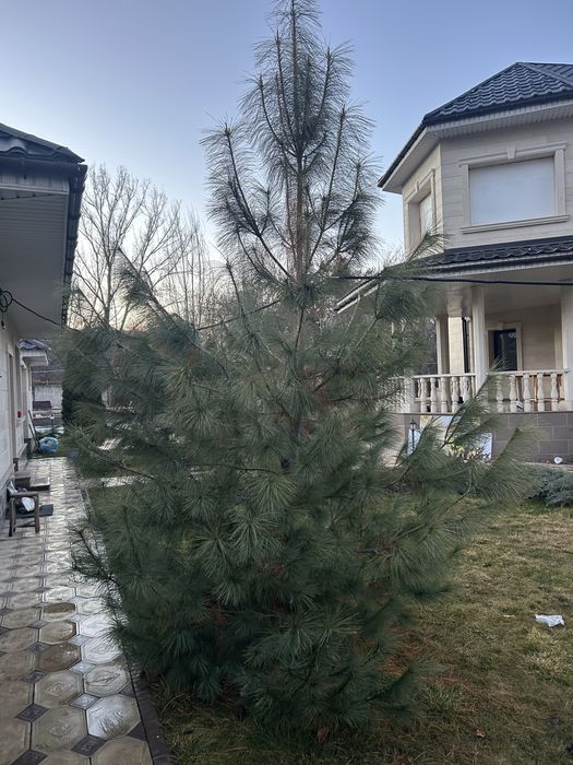 Продам для сада