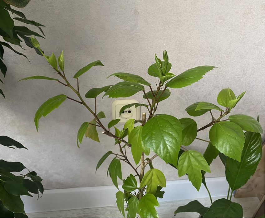 Роза цветок, Раушан гүлі