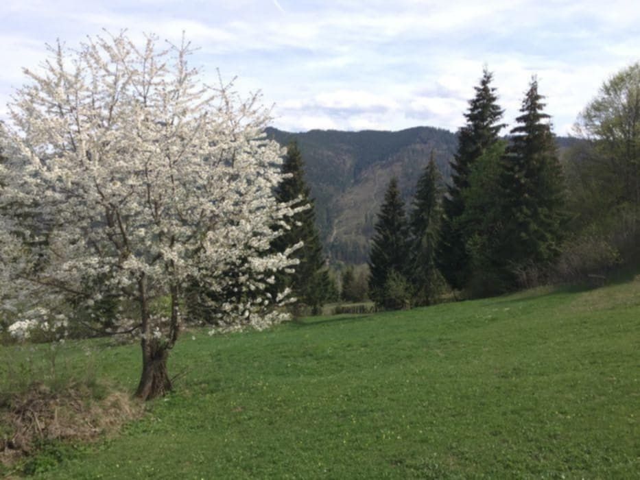 Casă/gospodărie + teren 5.7 ha intravilan Brodina, jud. Suceava