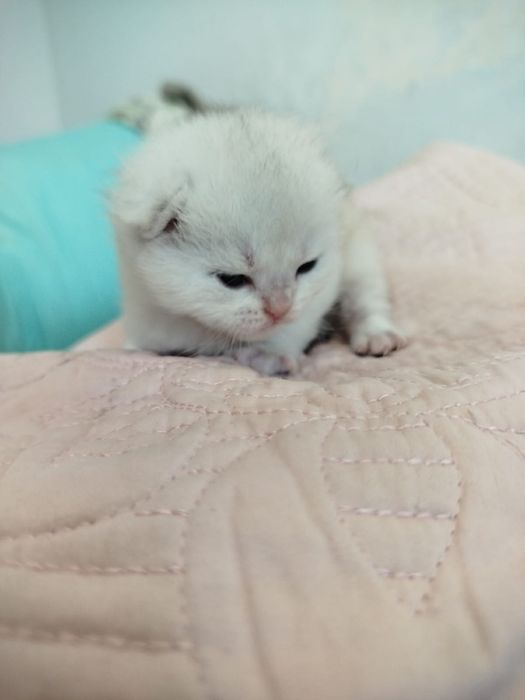 котята породисыте  британцы