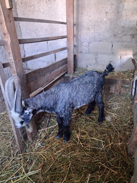 Теке сатылады  бір жасар