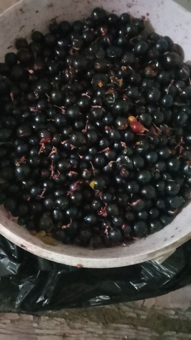 Продам смородину