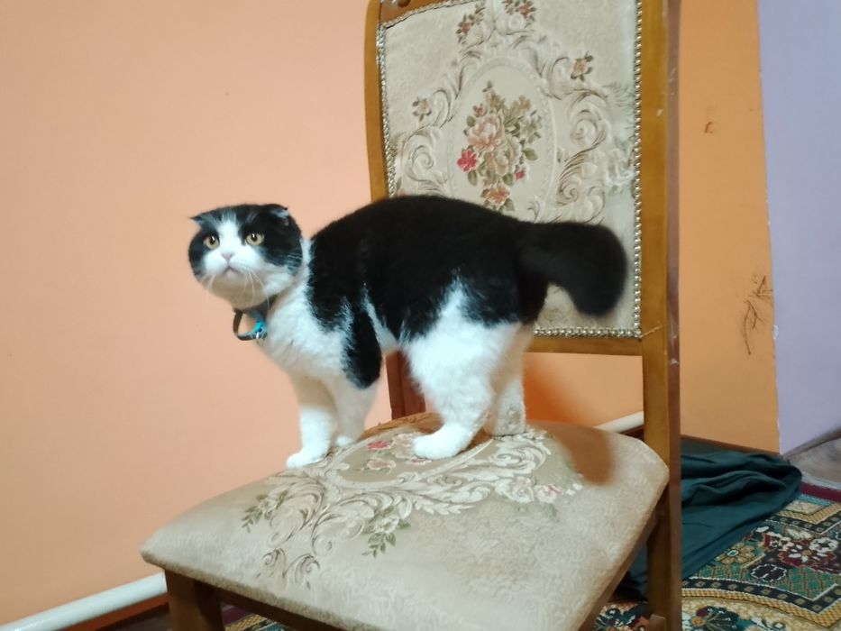 Вяска мушук самец, скотиш фолд