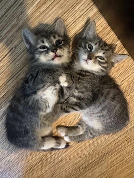 Котят в добрые руки