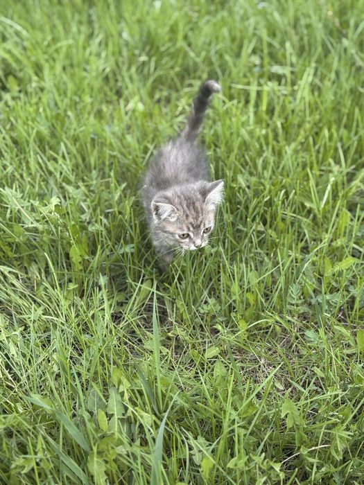 Отдадим котят бесплатно