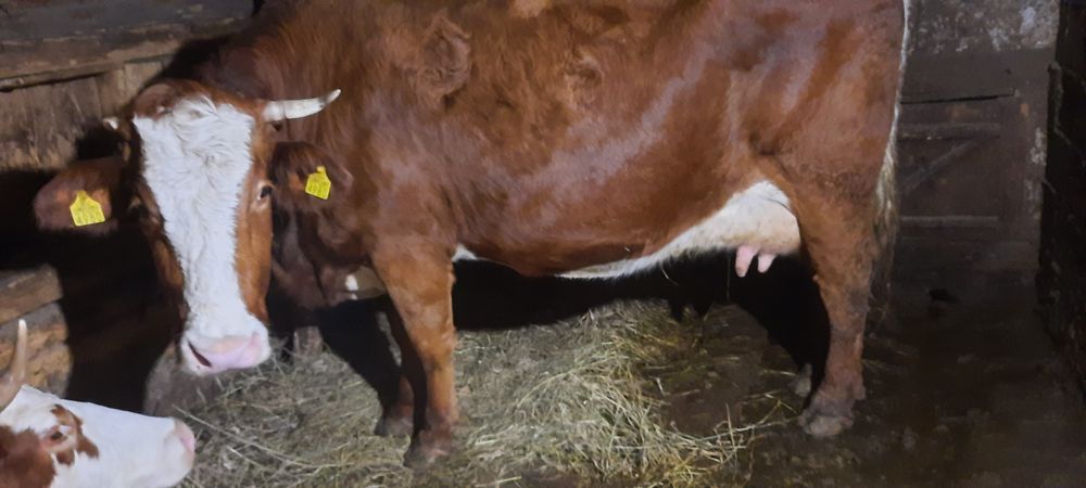 Vînd  vacă fătată