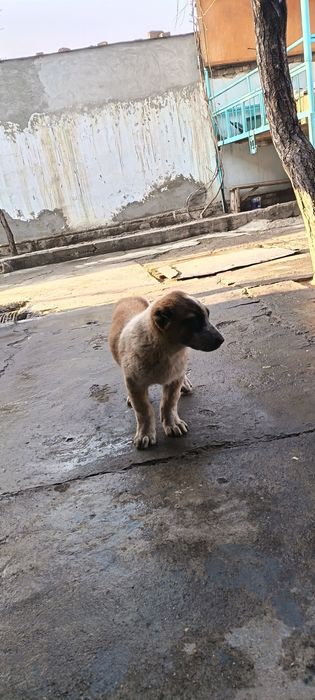 Ит сотилади "АЛАБАЙ"