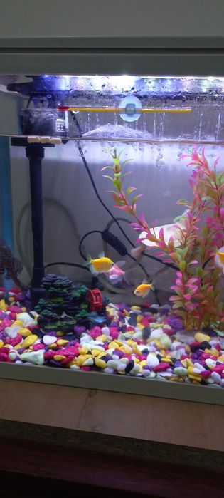 Akvarium sotiladi Baliqlari bilan.