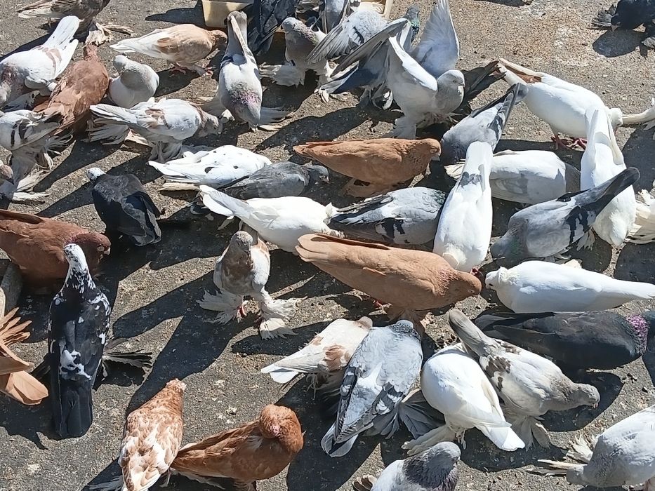 Продам Голубей, недорого