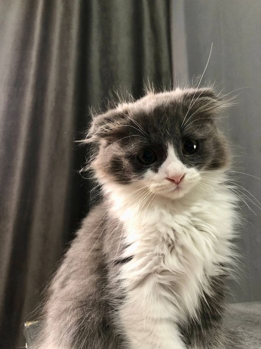 Вислоухий шатландиц СКОТТИШ ФОЛД