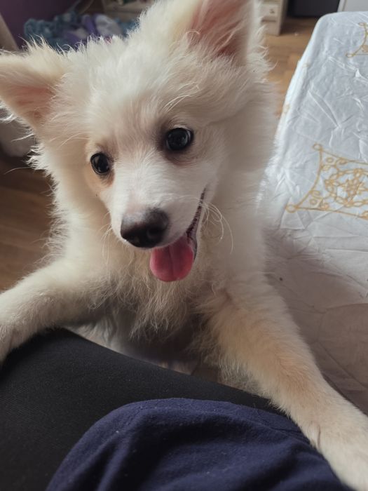 Куче померанче на 4 месеца