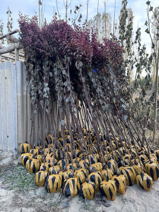 Слива писард Sliva pisard