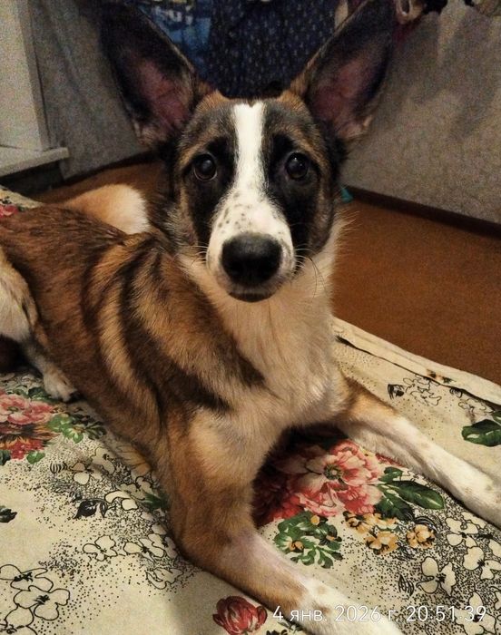 Щенок в поиске дома