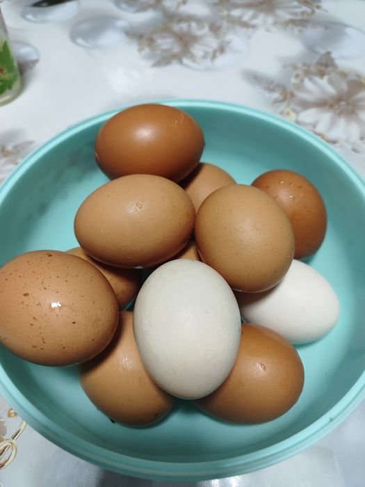 Домашние свежие куриные яйца