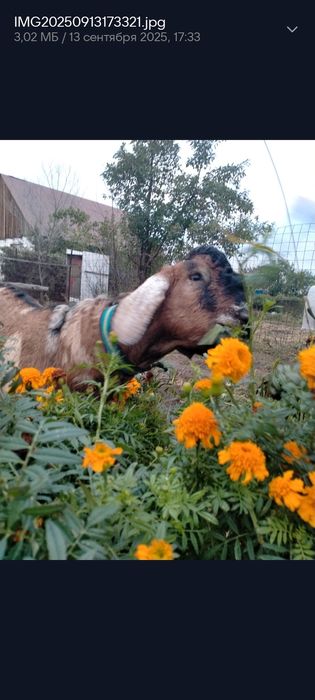 Продам козлика ...