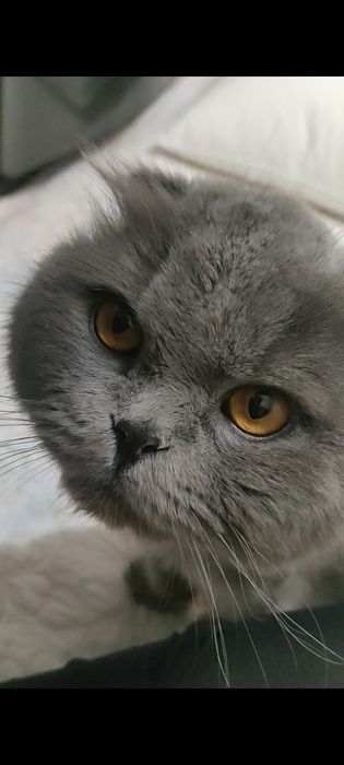 МЕГА Ласковый кот с принадлежностями!