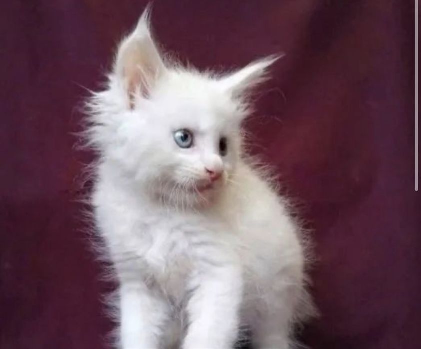 Мейн Кун котенок