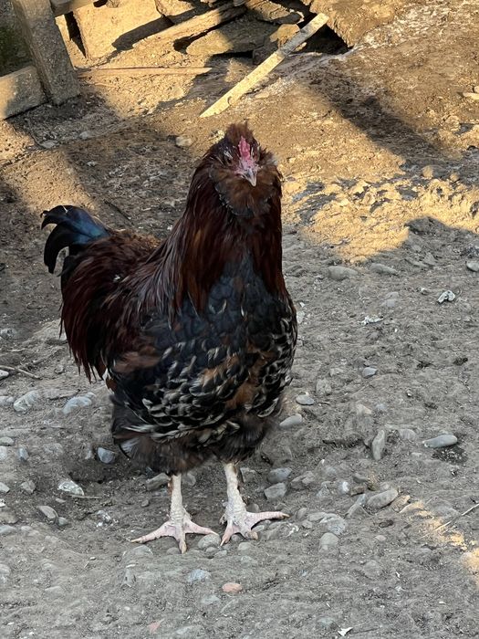 Cocos barbos si motat