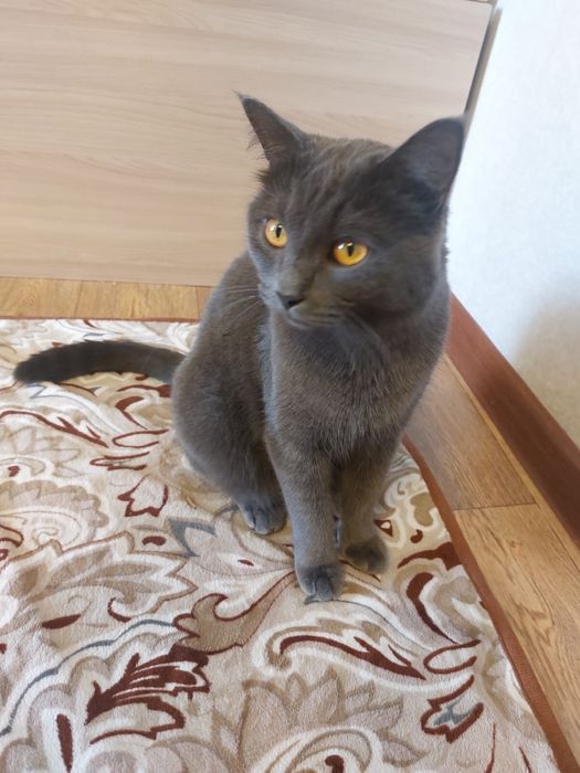 Отдам британского кота