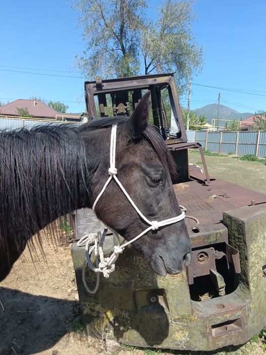 Жылқыға ноқта, Веревочный недоуздок