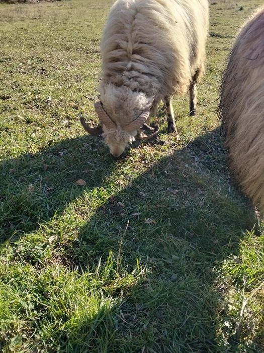 Vînd sau schimb berbec