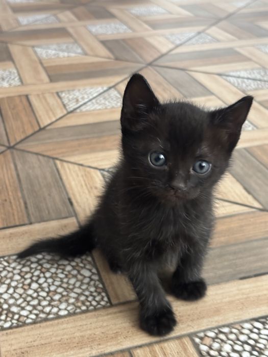 Pet Sitter Bucuresti/Ilfov